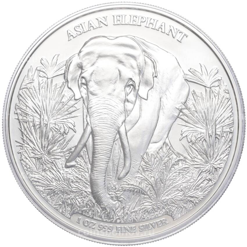 Монета 3000 риэлей 2023 года Камбоджа «Азиатский слон»