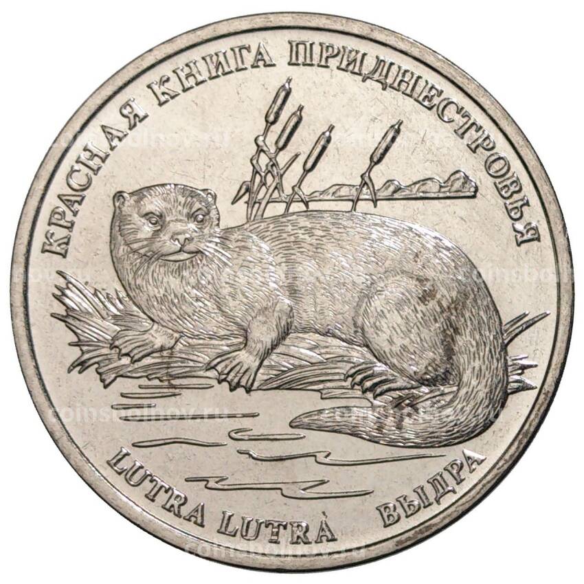 Монета 1 рубль 2018 года Приднестровье «Красная книга Приднестровья — Выдра»