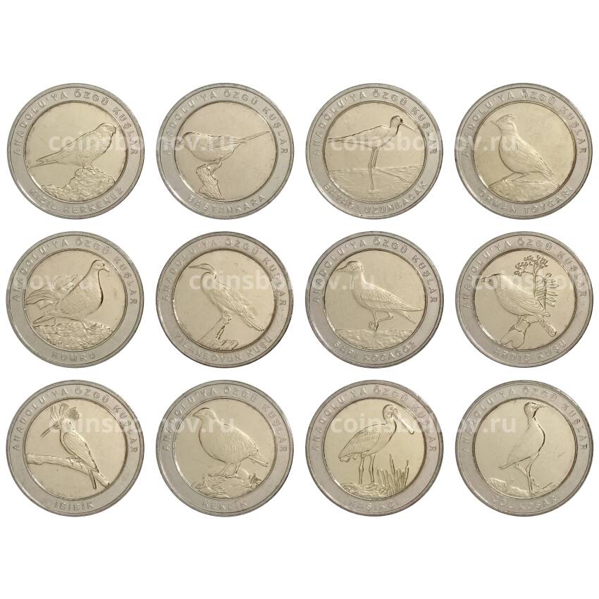 Набор монет 1 куруш 2019 года Турция — Птицы Анатолии  (кольцо — Cu-Ni, центр — латунь)