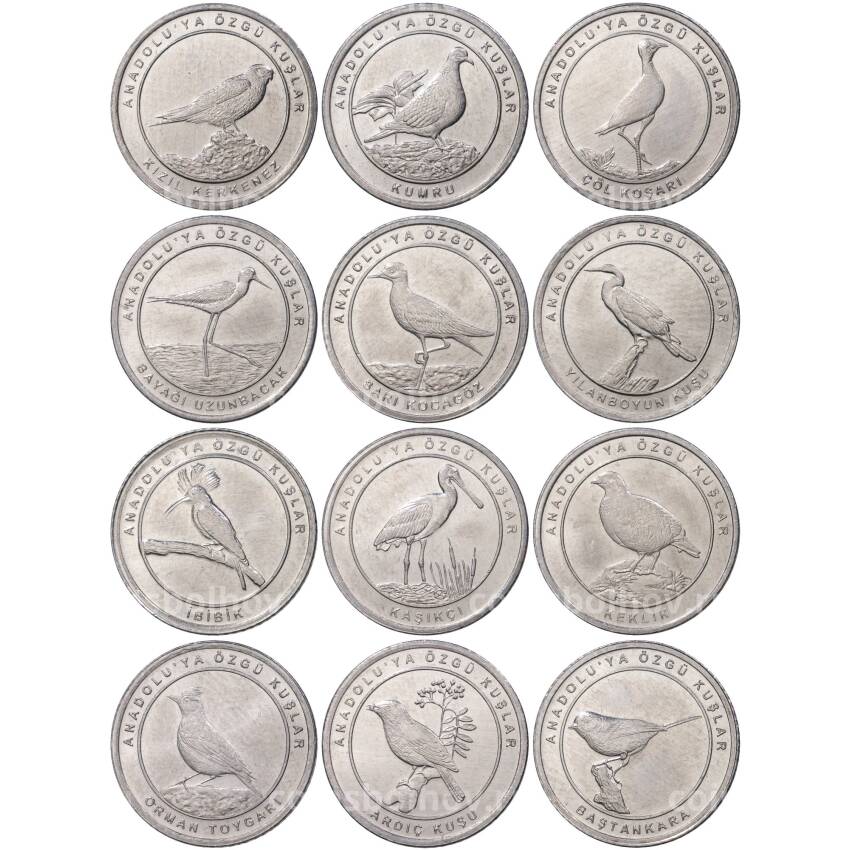 Набор из 12 монет 1 куруш 2020 года Турция — Птицы Анатолии