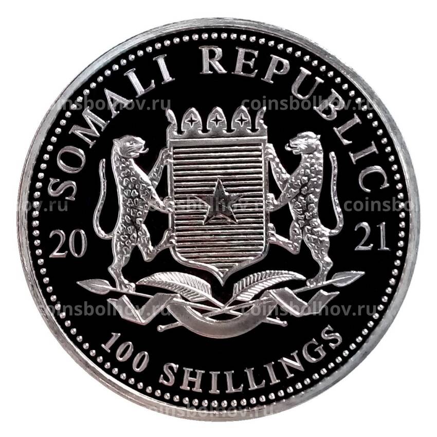 Монета 100 шиллингов 2021 года Сомали «Африканская дикая природа — Африканский слон» (вид 2)
