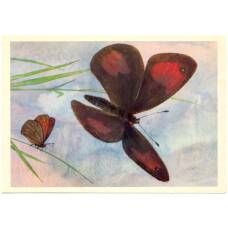 Открытка бабочки — Самаркандская чернушка (аверс)