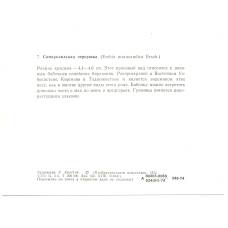 Открытка бабочки — Самаркандская чернушка (реверс)