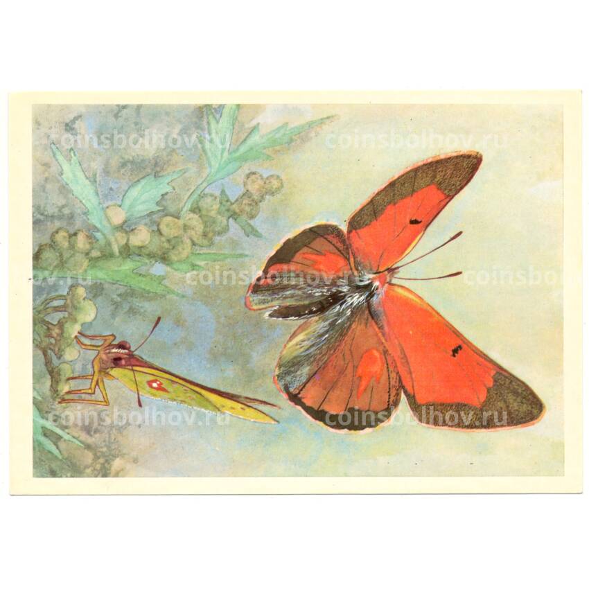 Открытка бабочки — Желтушка благородная