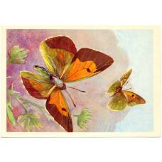 Открытка бабочки — Желтушка Вискотта (аверс)