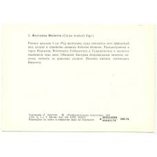 Открытка бабочки — Желтушка Вискотта (реверс)