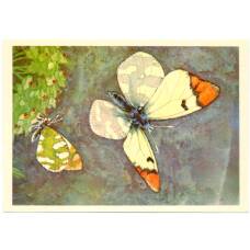 Открытка бабочки — Зорька Фауста (аверс)