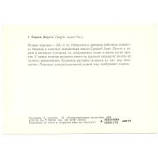 Открытка бабочки — Зорька Фауста (реверс)