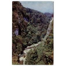 Открытка Хоста — Тисо-самшитовая роща. Вид на белые скалы