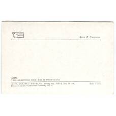 Открытка Хоста — Тисо-самшитовая роща. Вид на белые скалы (вид 2)