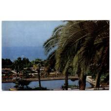 Открытка Хоста — Парк санатория им. К. Ворошилова