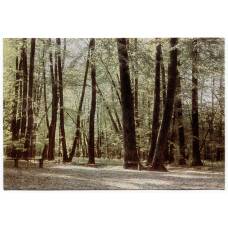 Открытка Спасское-Лутовиново — Центральное место парка