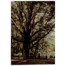 Открытка Спасское-Лутовиново — Любимый дуб И.С. Тургенева