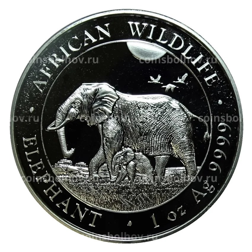 Монета 100 шиллингов 2022 года Сомали —  Африканская дикая природа — Африканский слон