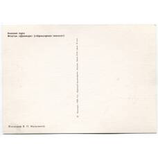 Открытка Петродворец — Нижний парк. Фонтана «Данаида» (вид 2)