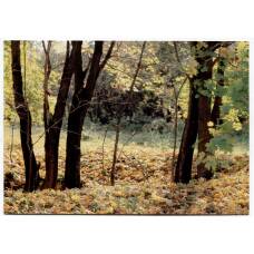 Открытка Музей усадьбы Лесковых — Панин хутор