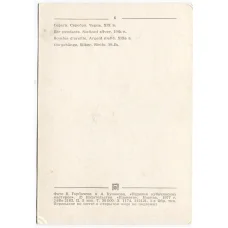 Открытка Серьги.Серебро.Чернь. XIX века. (вид 2)