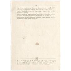 Открытка Коробочка -амулетница. Мастер Алихан Ахмедов. Серебро. Глубокая гравировка. Чернь,позолота,20-е годы XX века (вид 2)