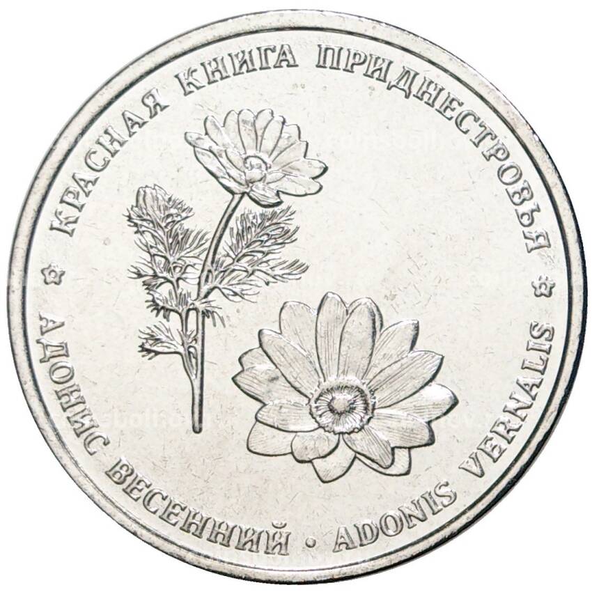 Монета 1 рубль 2021 года Приднестровье —  Красная книга — Адонис весенний