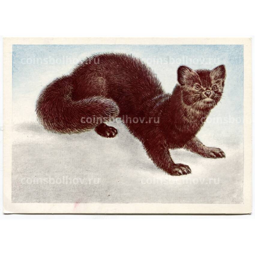 Открытка Соболь черный Художник В.Л.Колганов