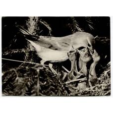 Открытка Садовая славка