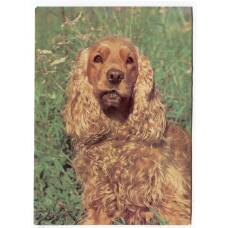 Открытка Английский кокер — спаниэль