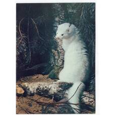 Открытка Норка