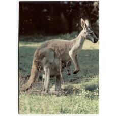 Открытка Серый кенгуру