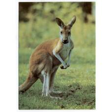 Открытка Кенгуру