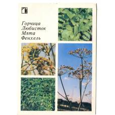 Открытка Горчица.Любисток.Мята.Фенхель