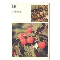 Открытка Малина