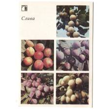 Открытка Слива