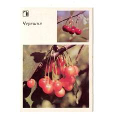 Открытка Черешня