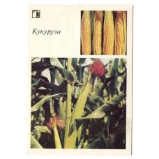 Открытка Кукуруза