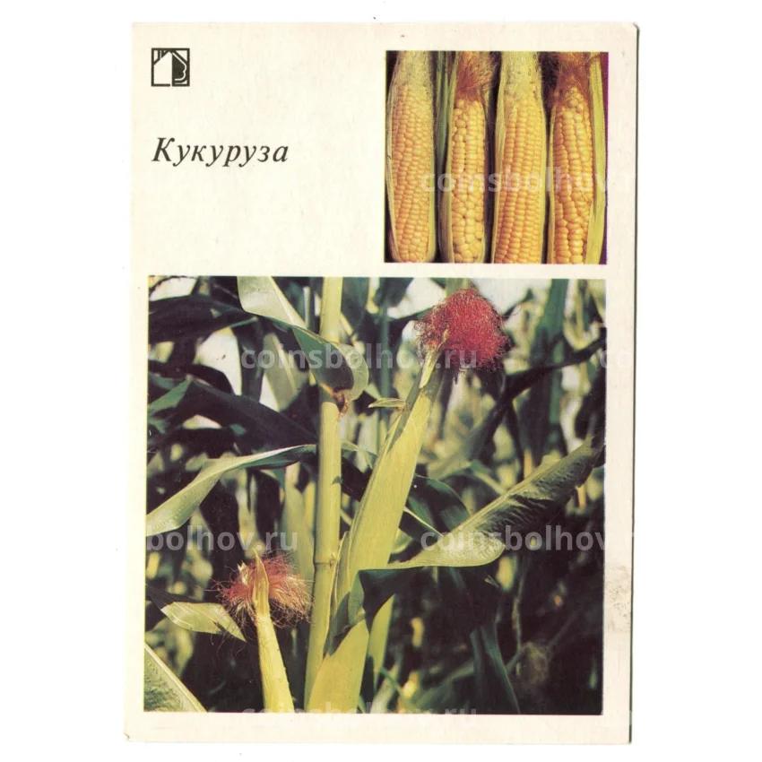 Открытка Кукуруза
