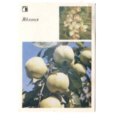 Открытка Яблоня