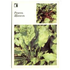 Открытка Ревень.Щавель