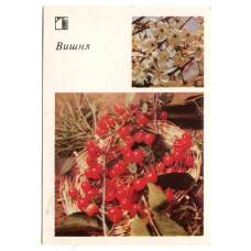 Открытка Вишня