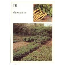 Открытка Петрушка