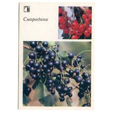 Открытка Смородина