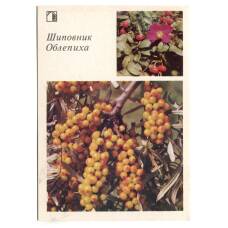 Открытка Шиповник.Облепиха