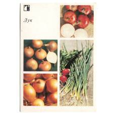 Открытка Лук
