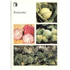 Открытка Капуста