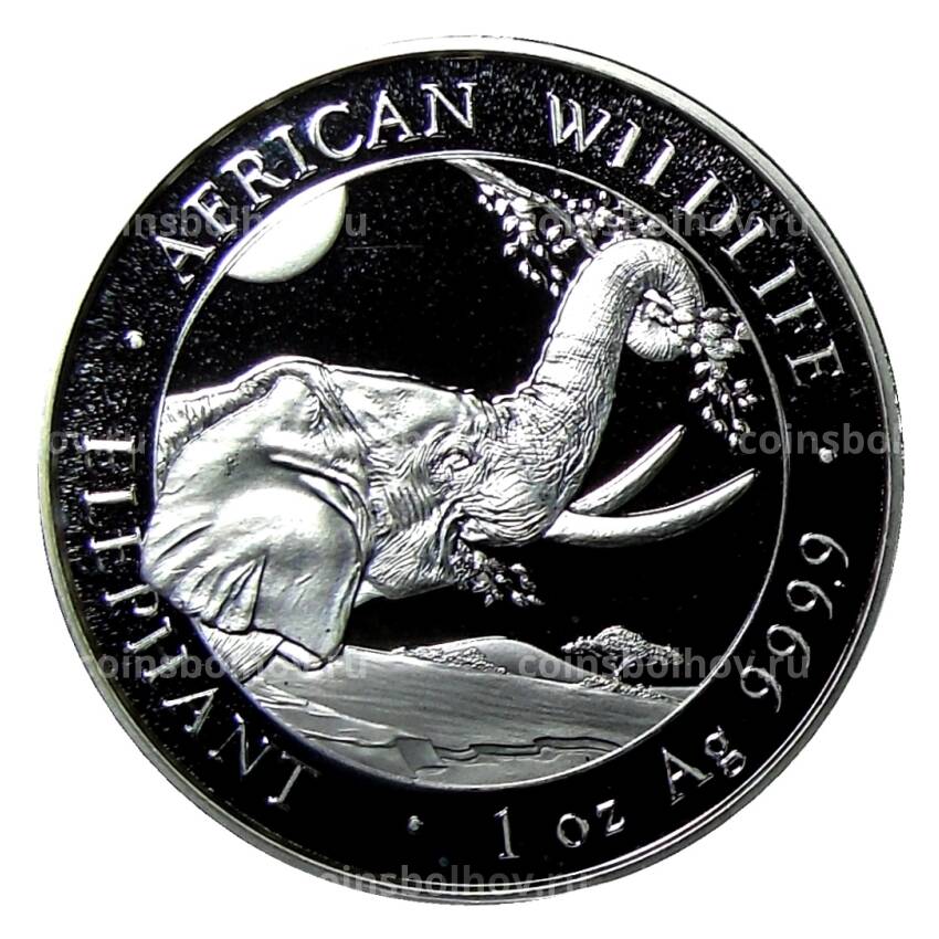 Монета 100 шиллингов 2023 года Сомали —  Африканская дикая природа — Африканский слон