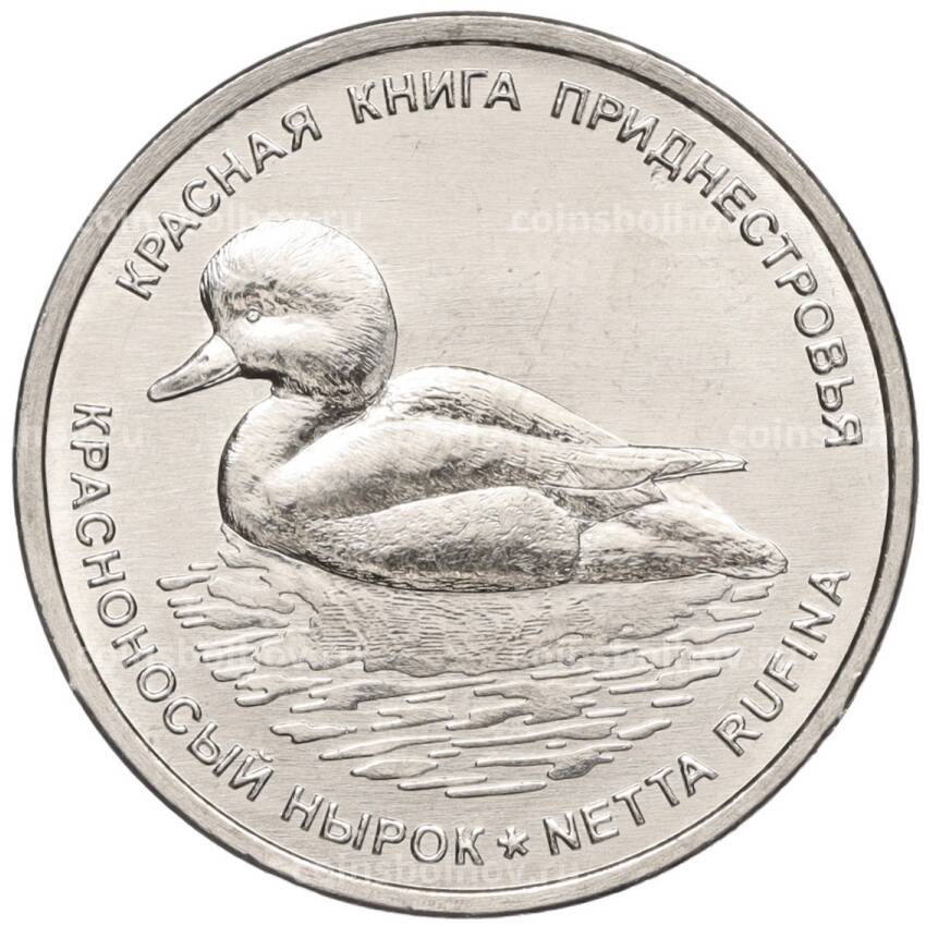Монета 1 рубль 2023 года Приднестровье —  Красная книга — Красноносый нырок