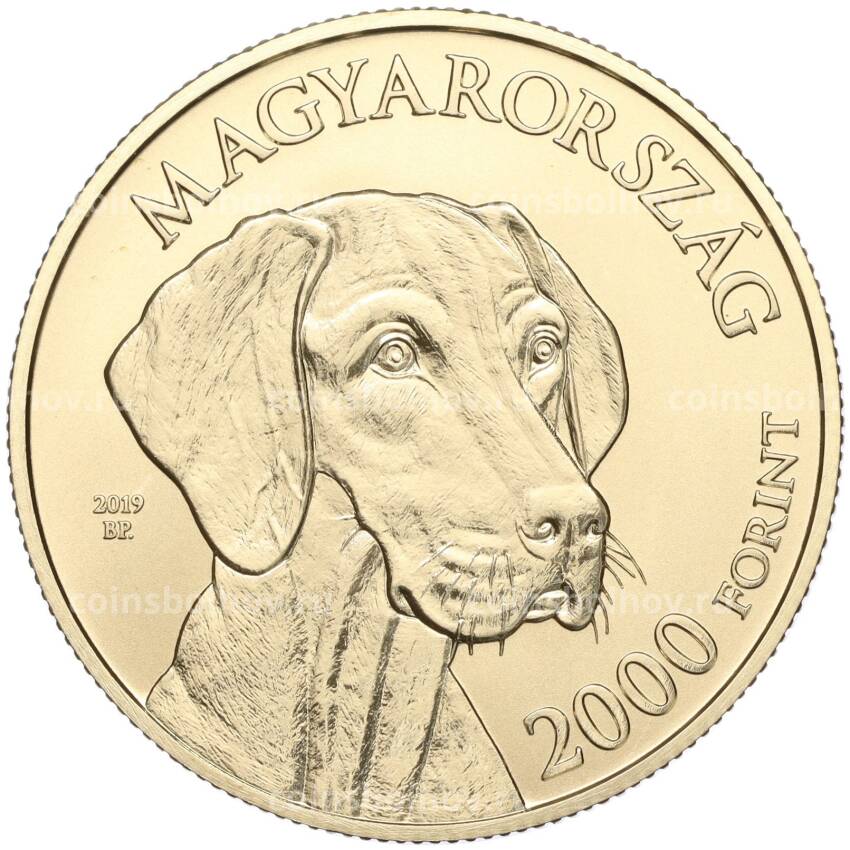 Монета 2000 форинтов 2019 года Венгрия — Венгерские овчарки и породы охотничьих собак — Венгерская выжла (вид 2)