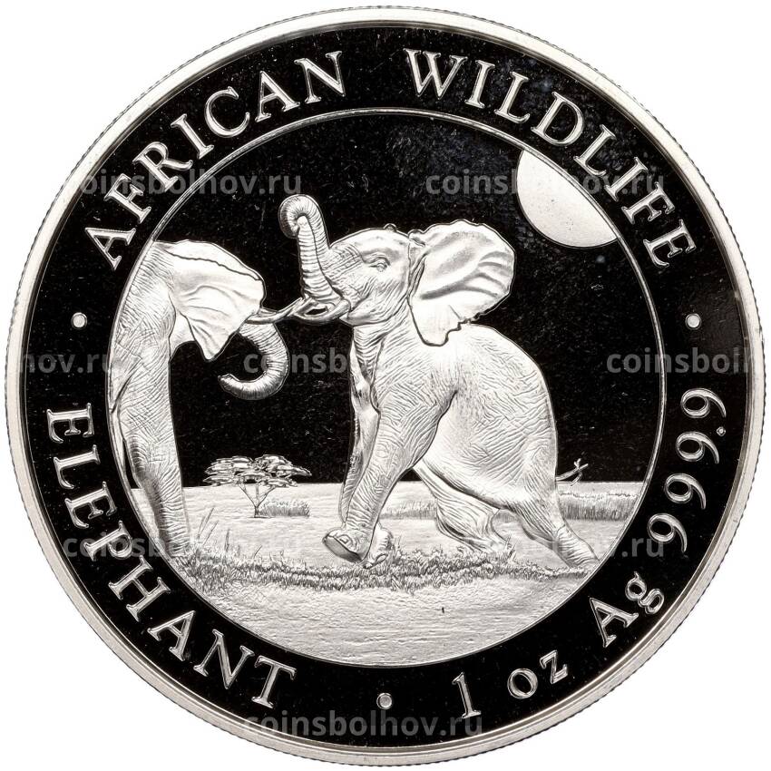 Монета 100 шиллингов 2024 года Сомали «Африканская дикая природа — Африканский слон»
