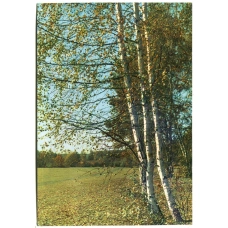 Открытка Музей-усадьба Ясная Поляна.Опушка леса за рекой Воронкой (аверс)