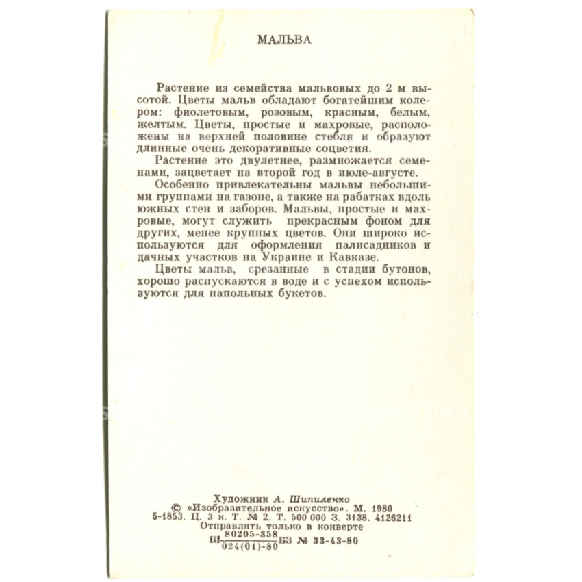 Открытка Мальва  Художник А.Шипиленко (вид 2)