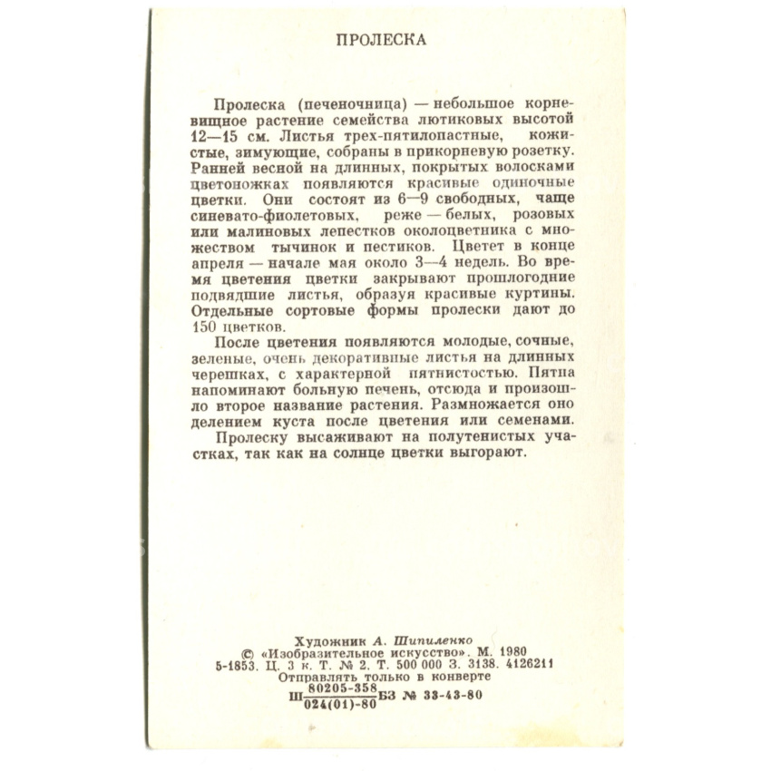 Открытка Пролеска  Художник А.Шипиленко (вид 2)